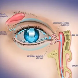 Anatomie de la glande lacrymale et du système lacrymal de l'œil